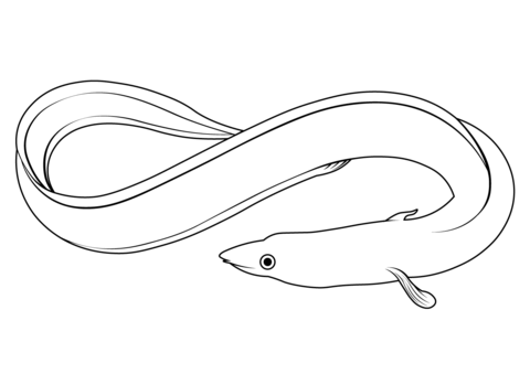 Japanese Eel (Anguilla Japonica) Coloring Page